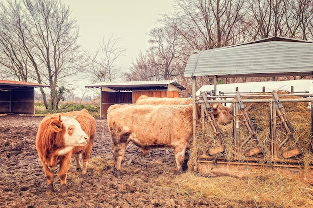 Drie koeien op de boerderij