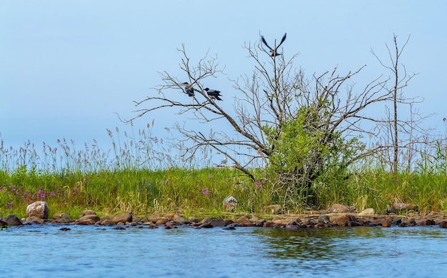 Drie kraaien zitten op een droge boom aan de oever van het meer van Ladoga