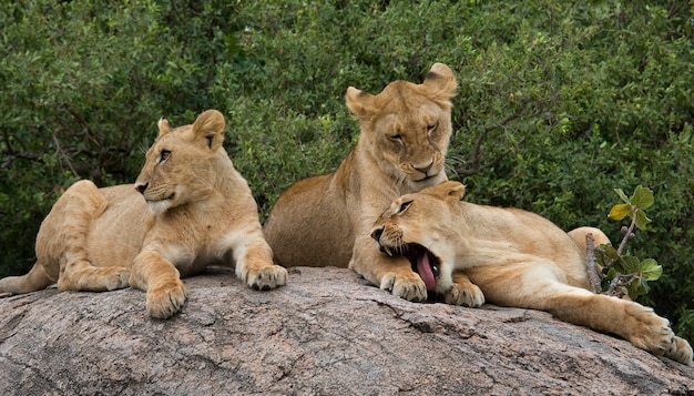 Drie leeuwinnen liggen bij elkaar. Kenia. Tanzania. Afrika. Serengeti. Masai Mara.