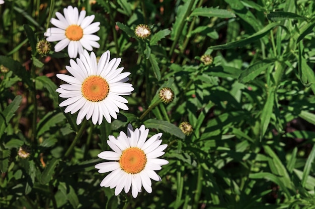 Drie madeliefjes op weide