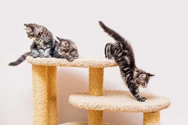 Drie maine coon kittens met een lange pluizige staart spelen op een krabpaal tegen een lichte muur