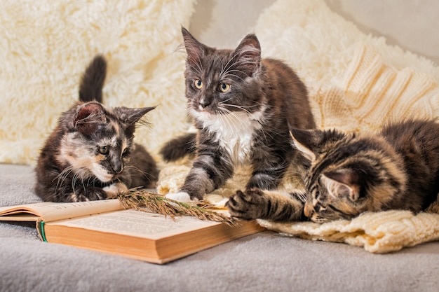 Drie maine coon-kittens spelen liggend op een gebreide trui naast een open boek in een gezellige sfeer