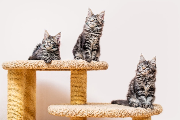 Drie Maine wasbeerkatjes met een lange pluizige staartzitting op krabpaal tegen lichte muur