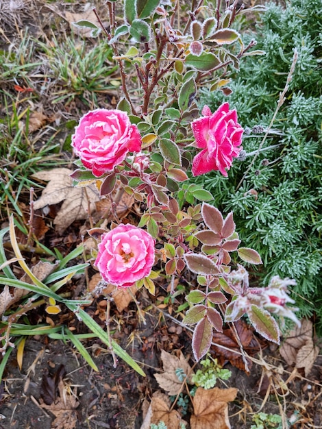 Drie mooie roze rozen in de sneeuw.