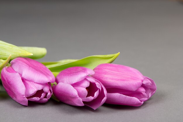 Drie mooie violette tulpen over grijze achtergrond