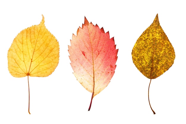 Drie natuurlijke esdoornbladeren die op witte achtergrond worden geïsoleerd