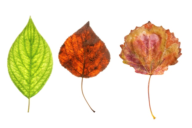 Drie natuurlijke esdoornbladeren die op witte achtergrond worden geïsoleerd