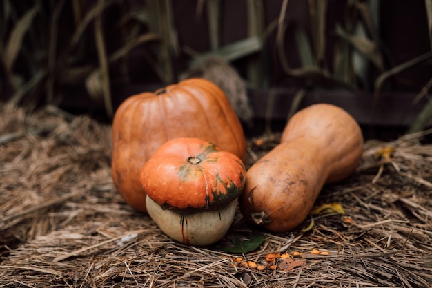 Drie oranje pompoenen liggen op stro Autumn Bazaar