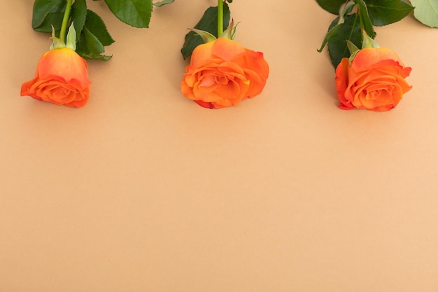 Drie oranje rozen die afzonderlijk van boven op een oranje achtergrond liggen. viering romantiek bloem natuur versheid kopie ruimte.