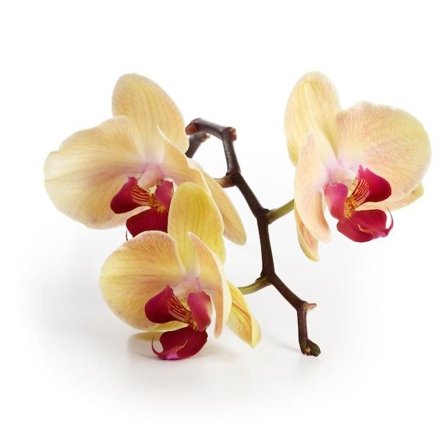 Drie orchideebloemen met stam op witte achtergrond