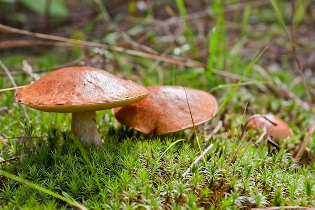 Drie paddestoelen in het mos