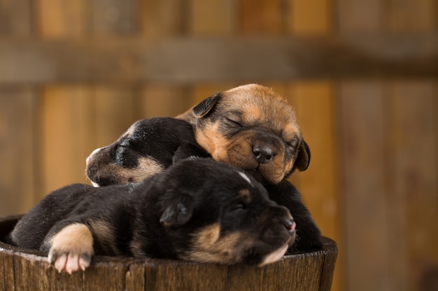 Drie pasgeboren puppy's in een mandje