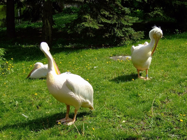 Drie pelikanen op groen gras in de buurt van bomen in felle zon