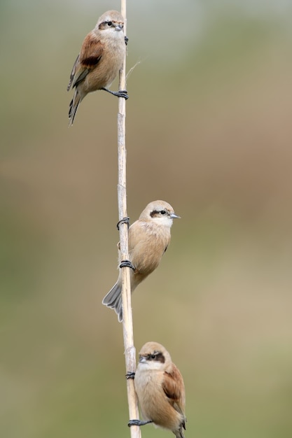 Foto drie pendilin mees zit op het riet