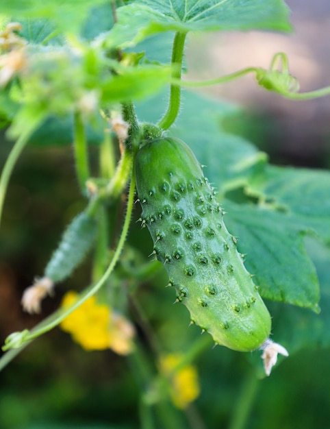 Foto drie pompoenen staan op elkaar close-up op een witte achtergrond geïsoleerd