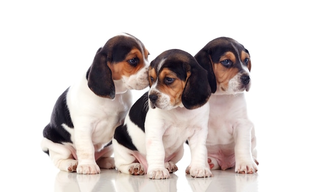 Drie prachtige beagle pups