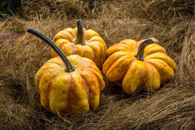 Drie pumpking op donkere bavkground, country western stijl