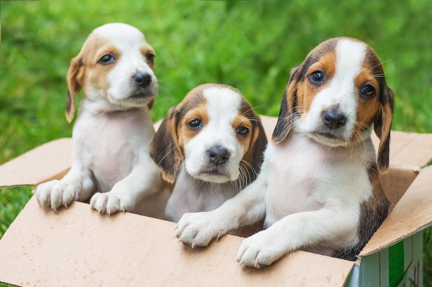 Drie puppy's zijn Estse honden in een kartonnen doos