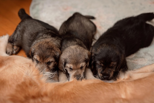 Drie puppy's zuigen melk van moeder hondenborst Moeder hond voedt haar pasgeboren Golden Retriever