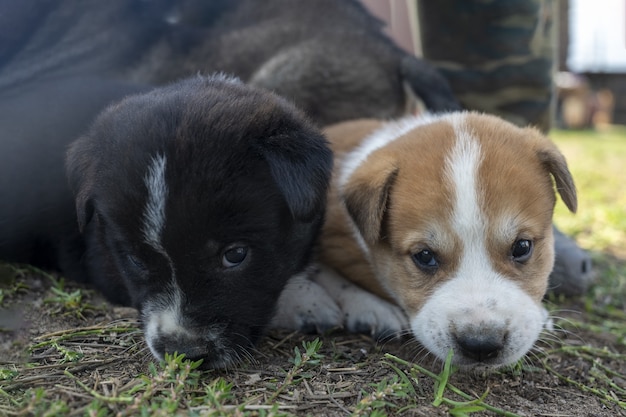 Drie raszuivere Alabai-puppy's, de puppy zat op een andere grappige foto met puppy's kleine honden