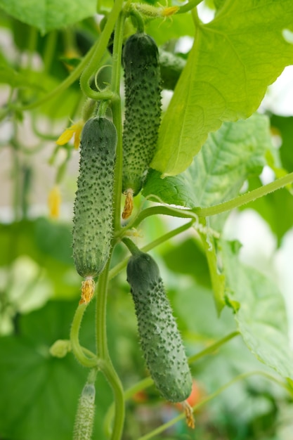 Drie rijpe groene komkommers hangen aan een tak in een kas naast elkaar tegen een achtergrond van bladeren.