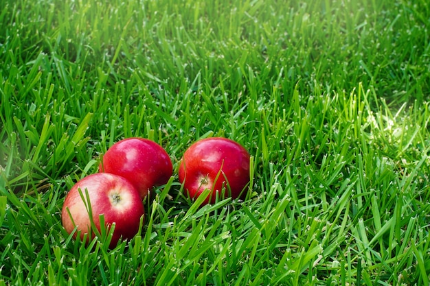 Drie rode appels in het gras herfststemming biologische en gezonde voeding rustieke stijl heerlijke appels...