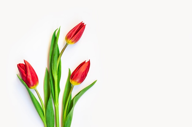 Drie rode tulpen op wit