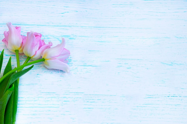 drie roze tulpen op een lichte achtergrond met een blauwe tint.