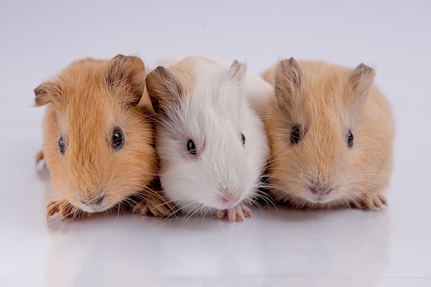 drie schattige cavia broers witte achtergrond