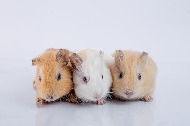 drie schattige cavia broers witte achtergrond