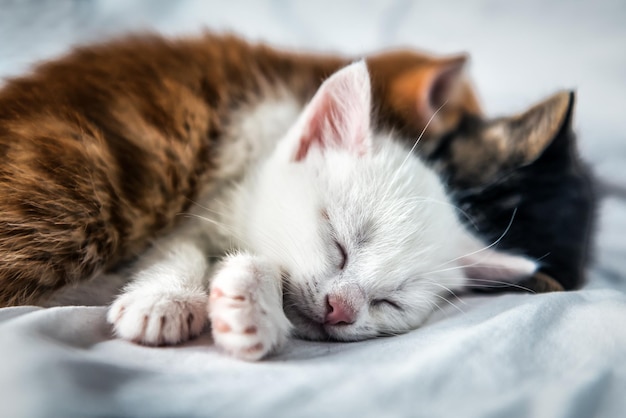 Drie schattige gekleurde slapende kittens