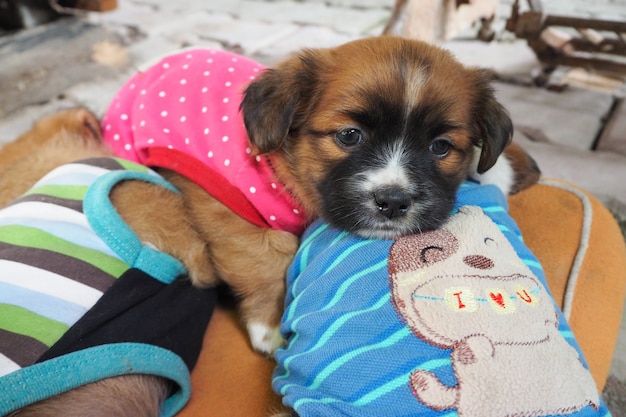 Drie schattige puppy slapen op de matras samen.