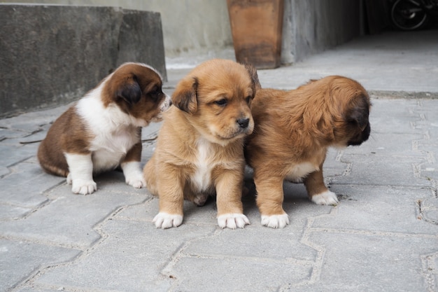 Drie schattige puppy.