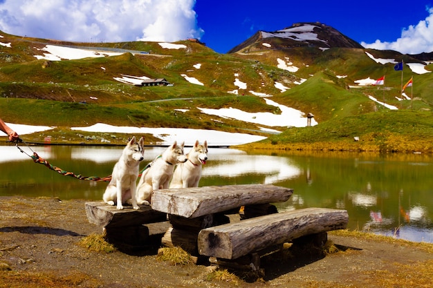 Drie Siberische Huskies in de natuur