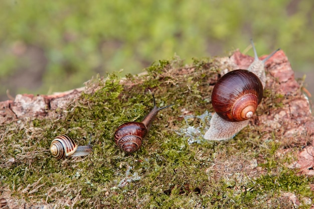 Drie slak op het oppervlak van oude stomp met mos in een natuurlijke omgeving Helix pomatia