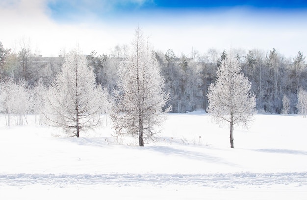 Drie sparren bedekt met sneeuw in de winter tegen sneeuw en bos