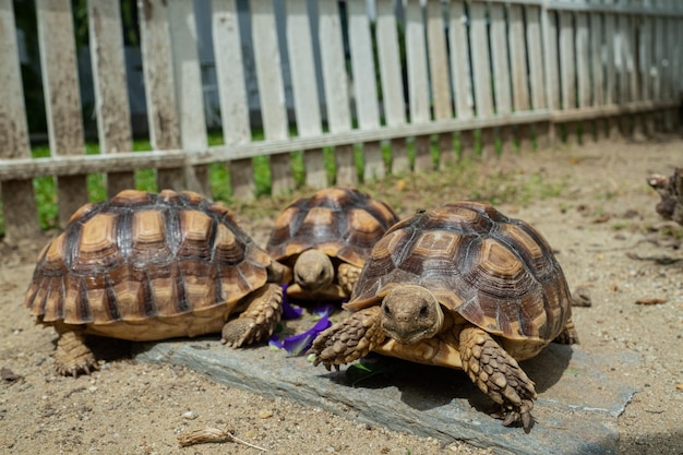 Drie sucata-schildpadden op de grond