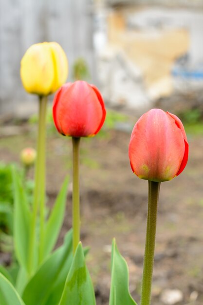 Drie tulpen in de tuin