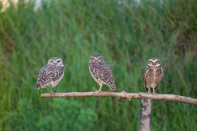 Drie uilen op houten taksymbool van wijsheid en intelligentie