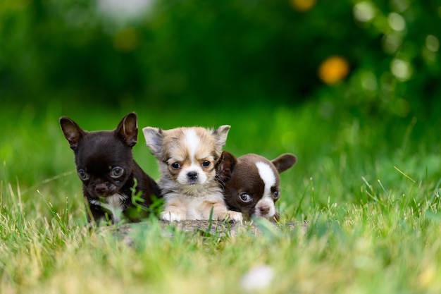 Drie veelkleurige puppy's zitten tegen de achtergrond van de natuur in Defocus Trieste puppy's