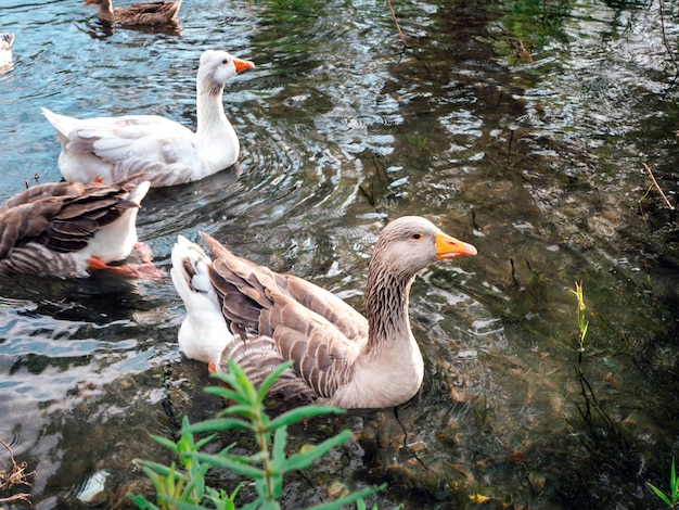 Drie verschillende ganzen die op bewolkte dag in het kalme water van een vijver in park zwemmen