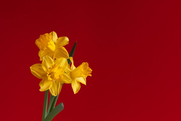 Drie verse gele narcissen, narcissen bloemen op een heldere rode achtergrond.