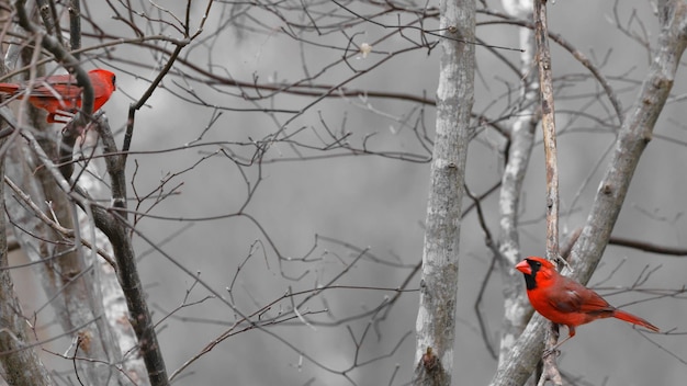 Drie vogels zitten op takken in de buurt van een bos of bosgebied