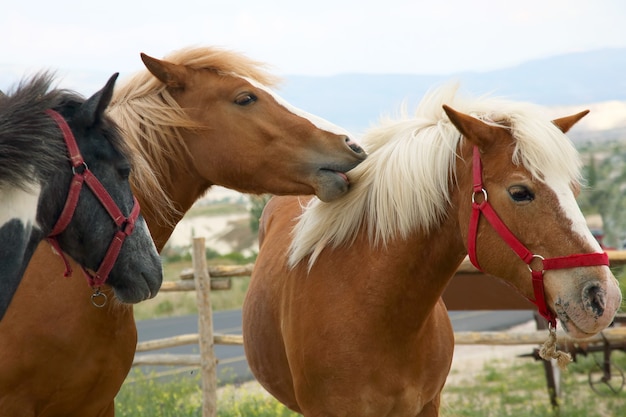 Drie volbloedpaarden die samen lopen