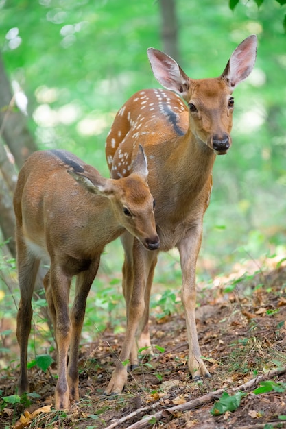 Drie waakzame herten op een helling in het bos. Mannetje vrouwtje en kleine herten.