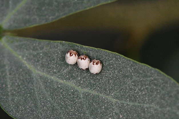 Drie witte beestjes op een blad