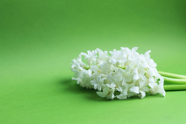 Drie witte bloemenhyacinthes met groene stelen op groen