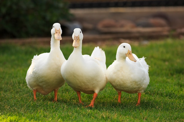 Drie witte eenden op een rij