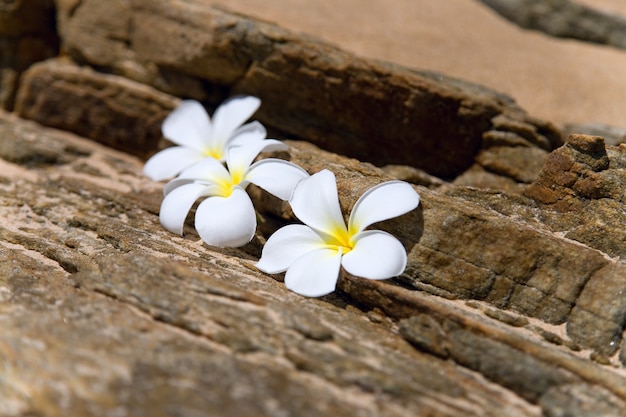 Drie witte frangipani spa bloemen op ruwe stenen