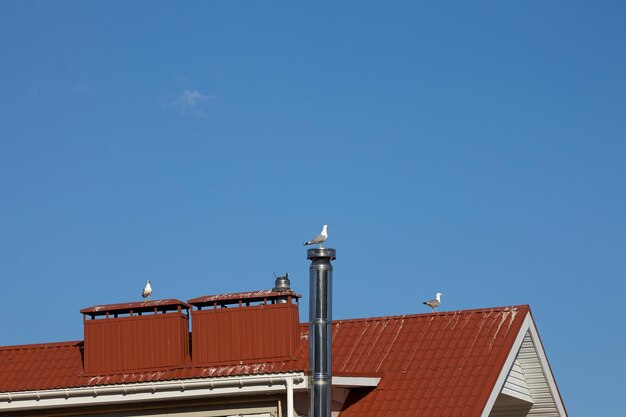 Drie witte meeuwen zitten op het bruine dak en de metalen pijp van het huis